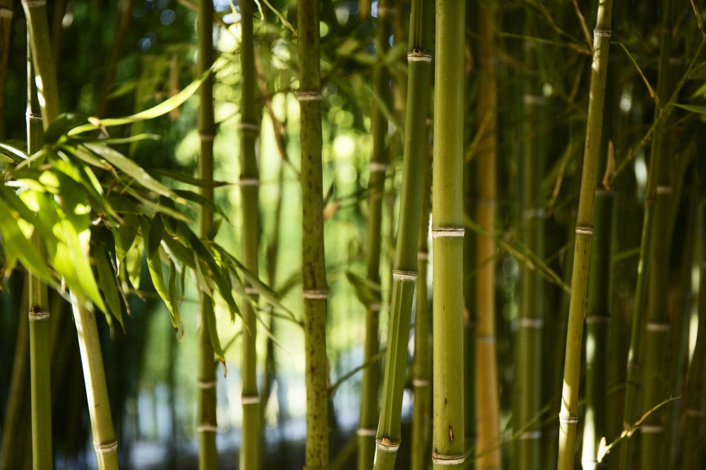 Lush green bamboo forest in daylight, with tall stalks and sunlight filtering through the leaves—peaceful and natural setting